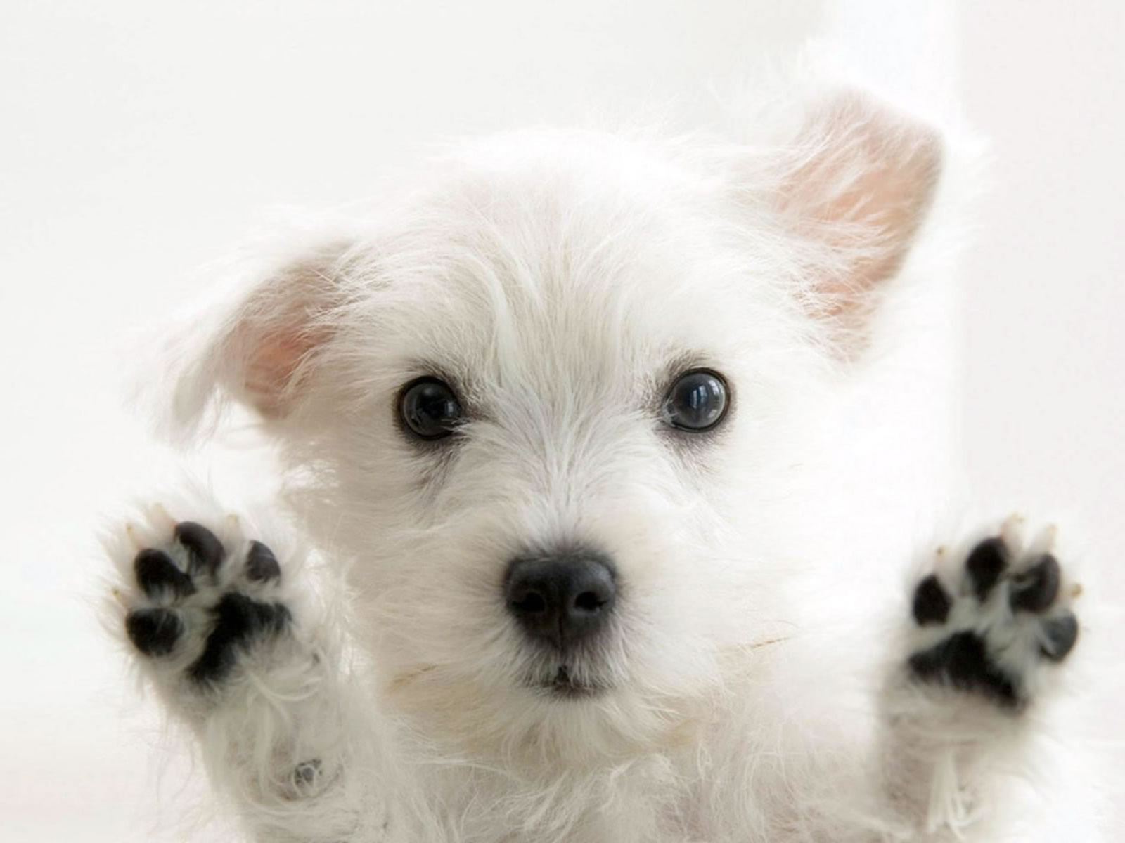 dog.jpg