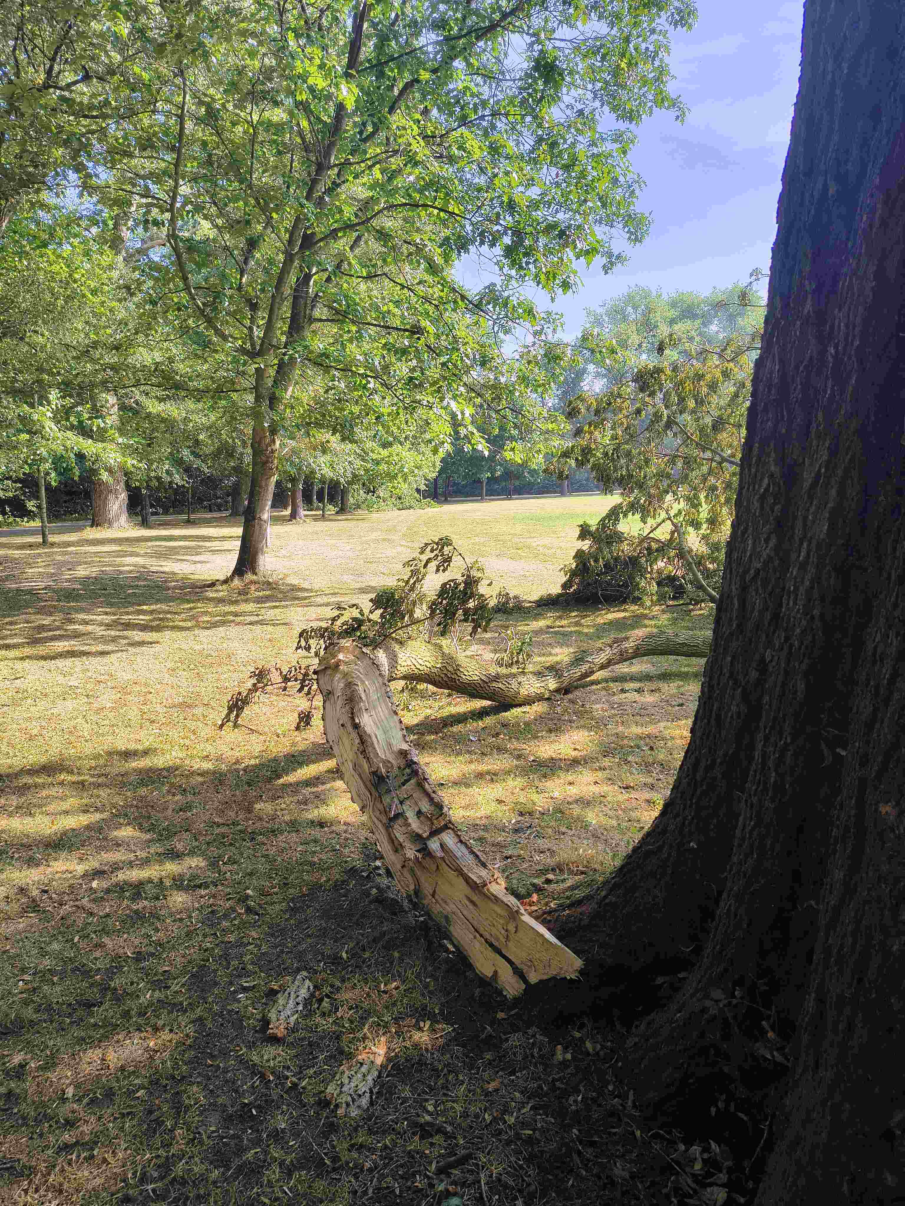 IMG_20260716_093220079_HDR~2.jpg